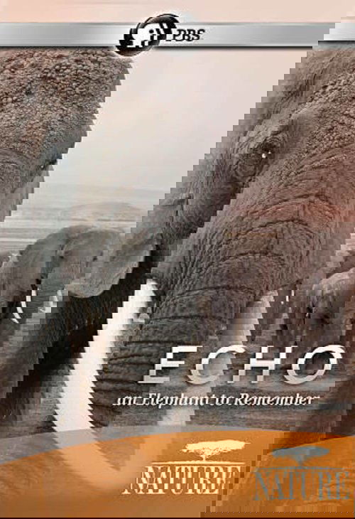 Echo: An Elephant to Remember